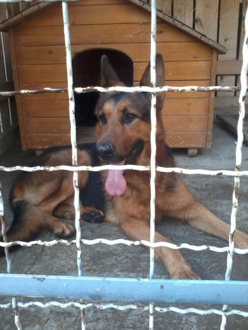 გერმანული ნაგაზი რიჩი