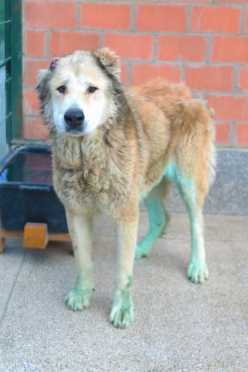 ქართული ნაგაზი უსახელო