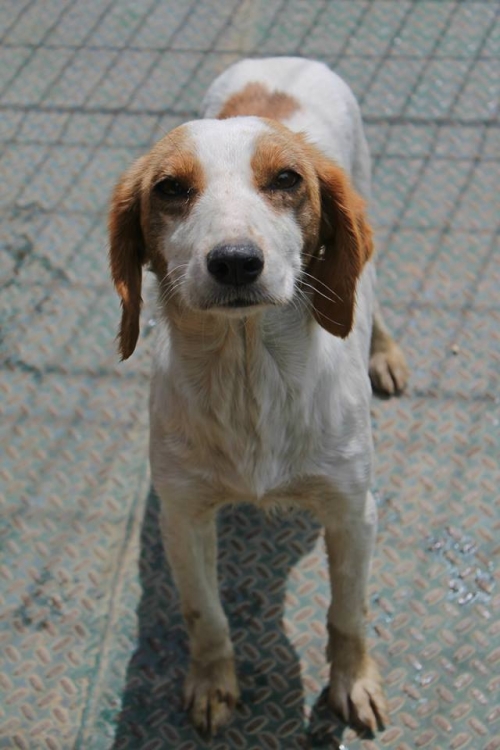 კოკერსპანელის მეტისი უსახელო