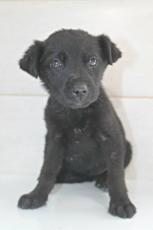 მეტისი უსახელო