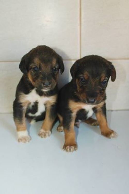 მეტისი უსახელო