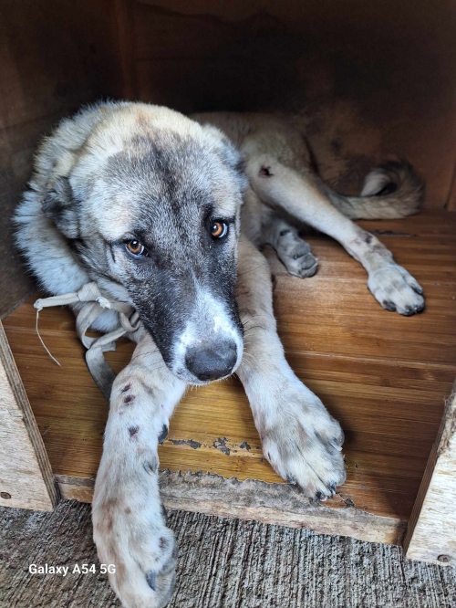 ქართული ქოფაკი რუსთავის გზა