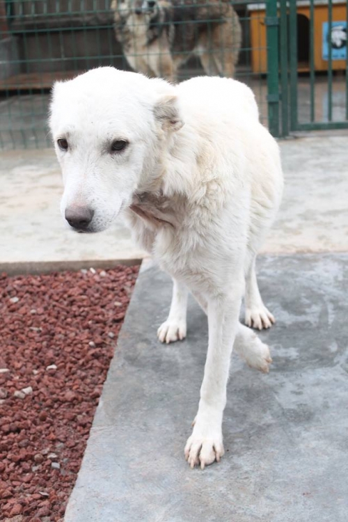 ქართული ნაგაზი უსახელო