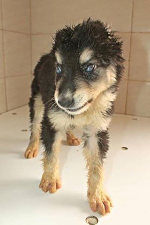 მეტისი უსახელო