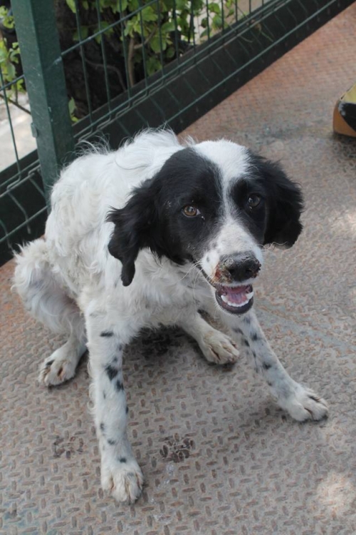 მეტისი უსახელო