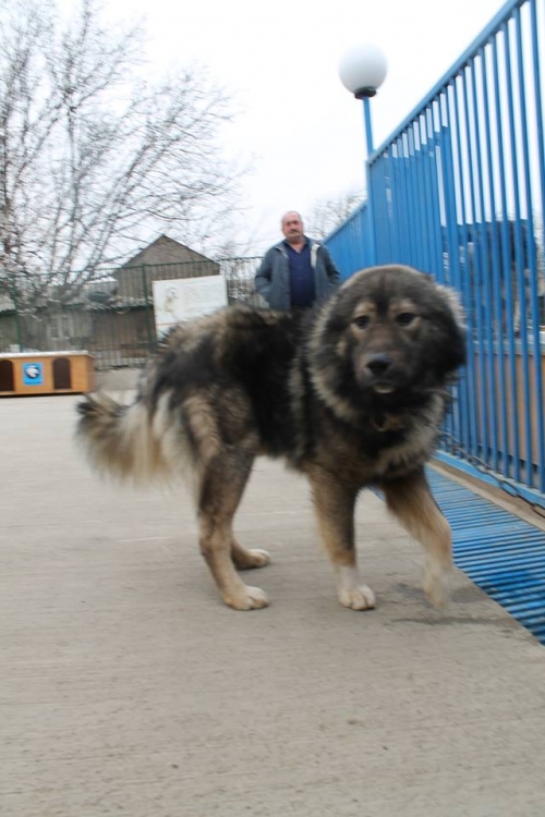 კავკასიური ნაგაზი ბალუ