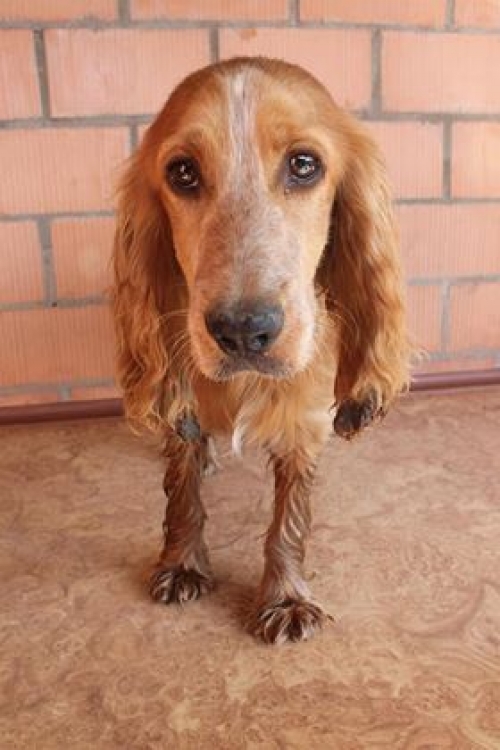 კოკერსპანიელი უსახელო