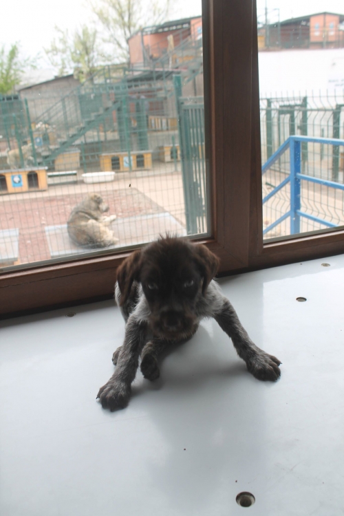 დრათხარის მეტისი უსახელო