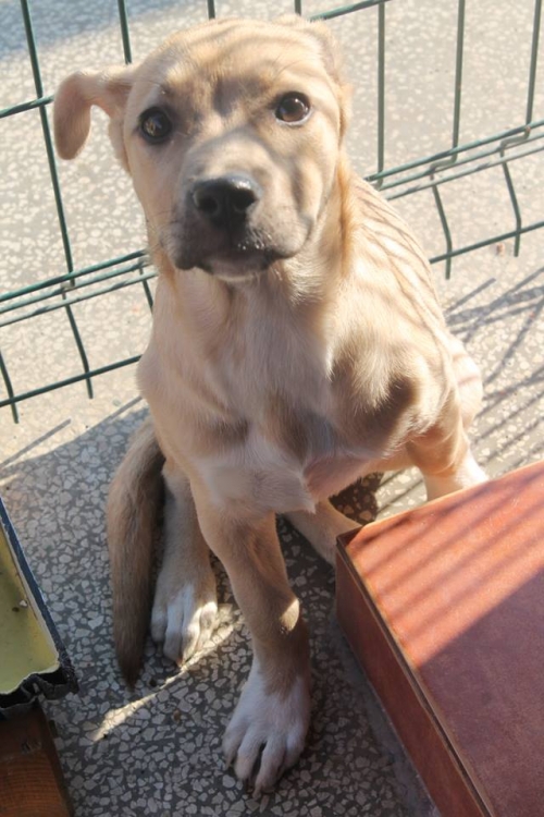 პიტბულის მეტისი როკი