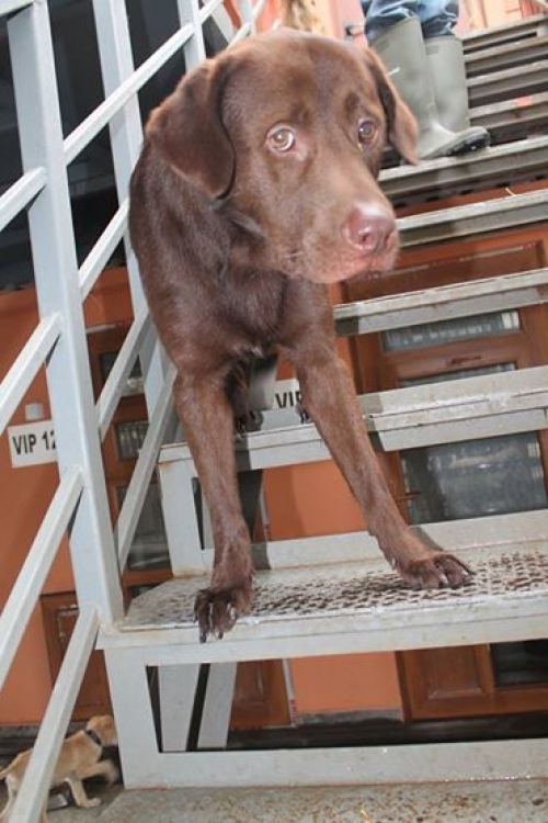 ლაბრადორი უსახელო