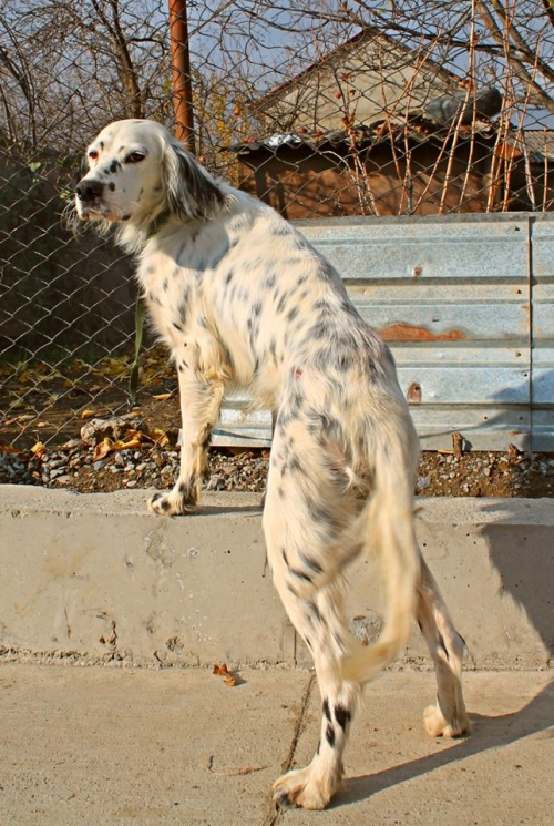 სეტერი უსახელო