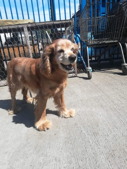 კოკერსპანიელი ზედა მეტრო სამგორი