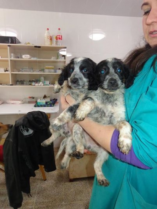 სეტერი უსახელოები