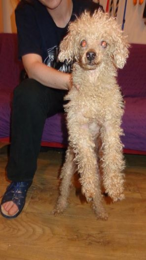 პუდელი უცნობი