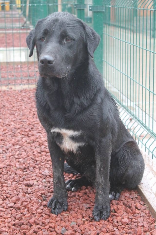 ლაბრადორი როკი