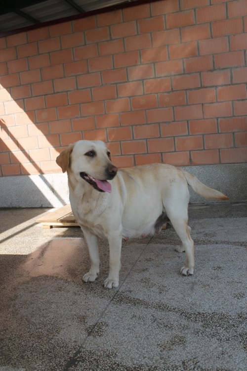 ლაბრადორი ბერტა