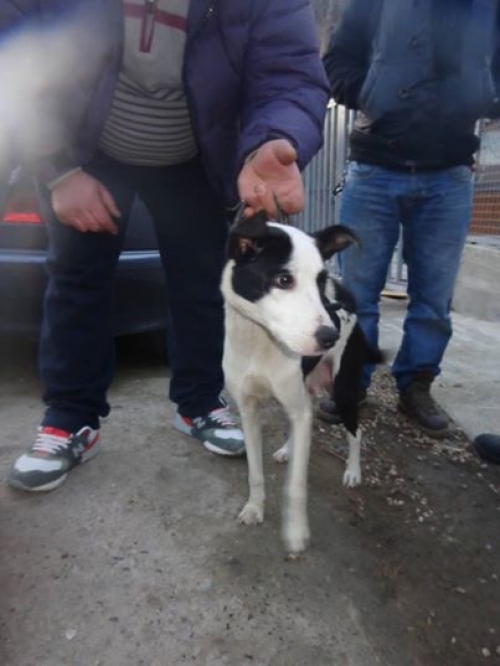 პიტბულის მეტისი ჩაპა