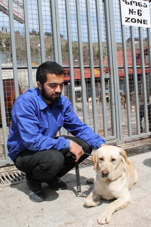 ლაბრადორი უსახელო