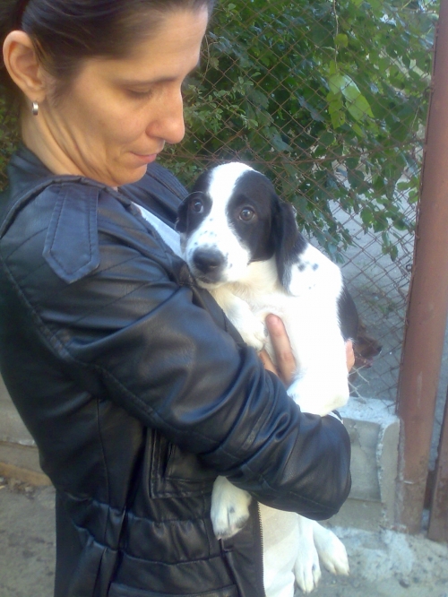 სეტერი უსახელო