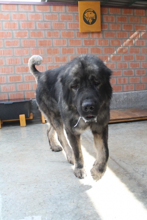 კავკასიური ნაგაზი ბომბორა