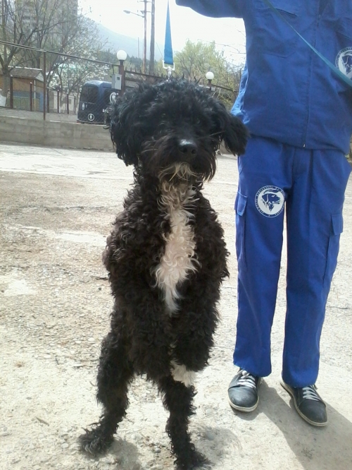 პუდელი უცნობი