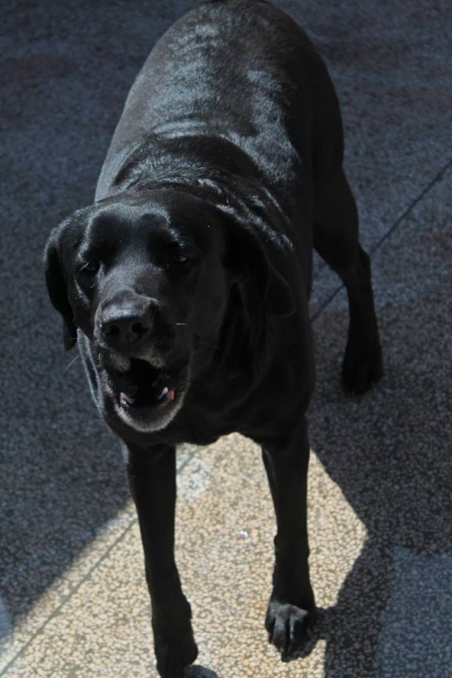 ლაბრადორი ლილუ