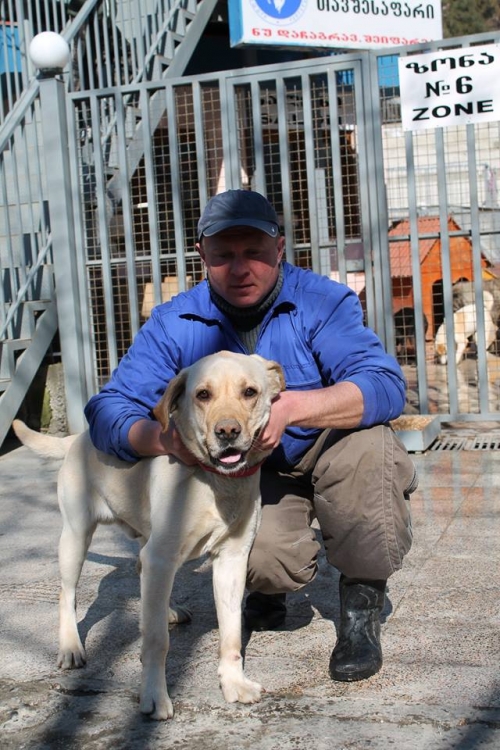 ლაბრადორი უსახელო