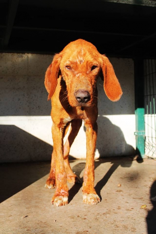 სეტერი უსახელო