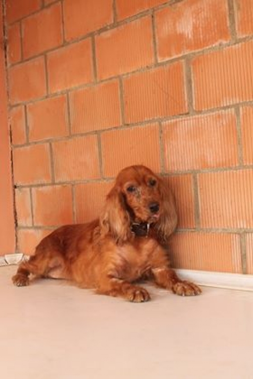 კოკერსპანიელი ლედი