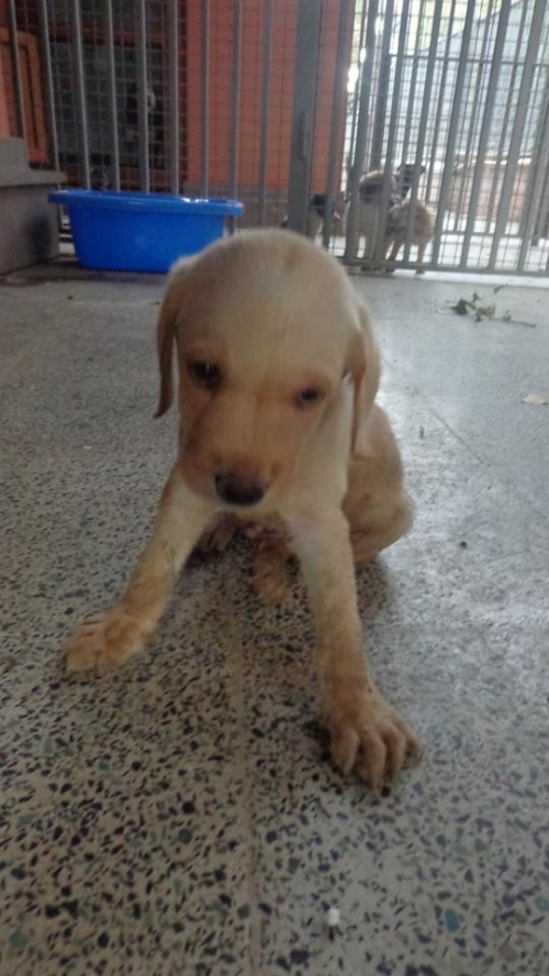 ლაბრადორი უცნობი