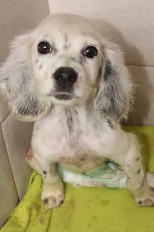 სეტერი უსახელო