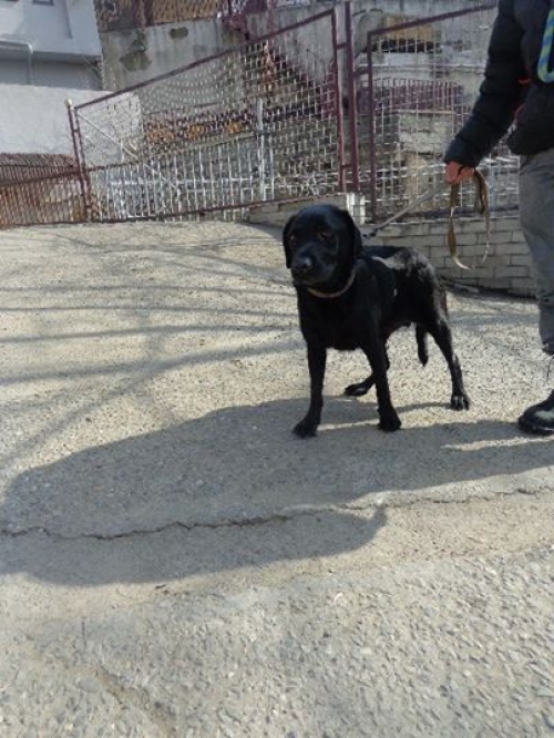 ლაბრადორი უსახელო