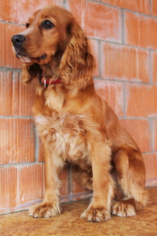 კოკერსპანიელი უსახელო