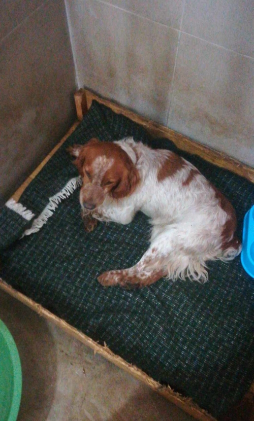 სეტერი ვარკეთილო სუხიშვილის ქუჩა