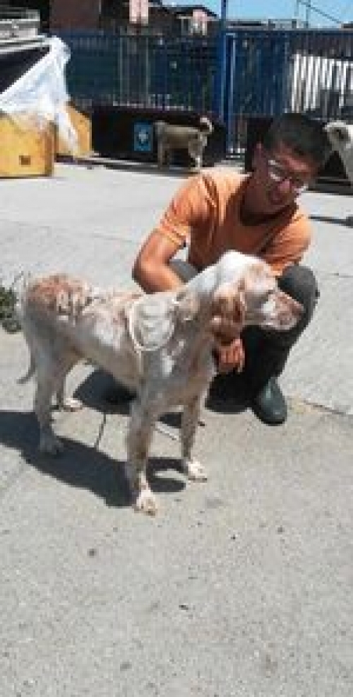 სეტერი კეკელიძეს 14 ნომერი