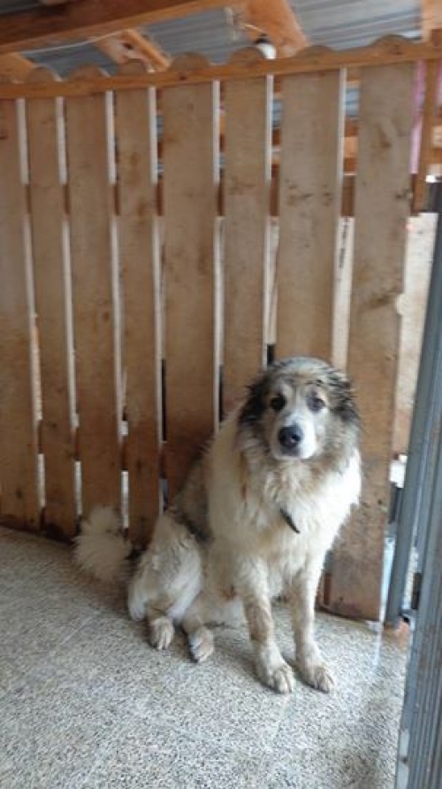 კავკასიური ნაგაზი ბობო