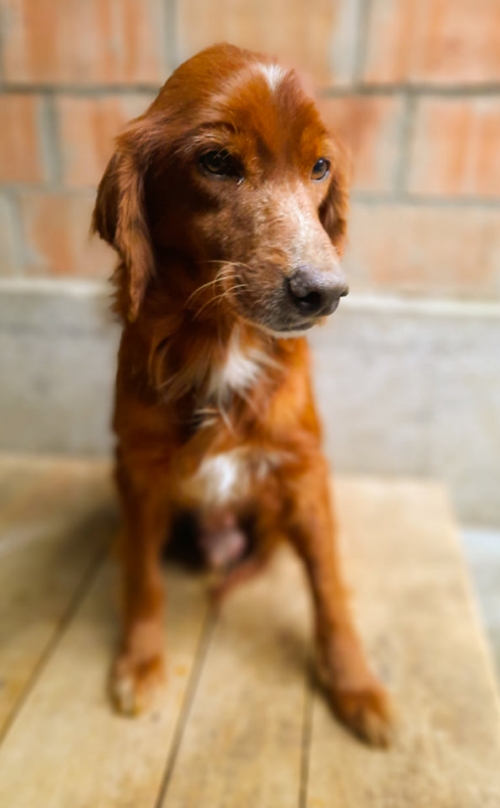 სეტერი სამტრედიიდან ჩამოივანეს