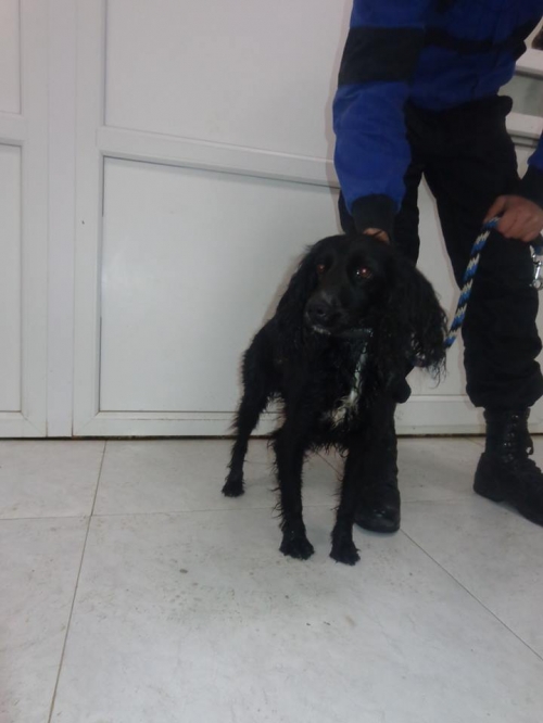 კოკერსპანიელი უცნობი