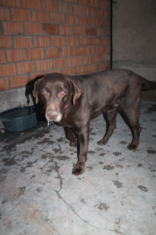 ლაბრადორი უსახელო