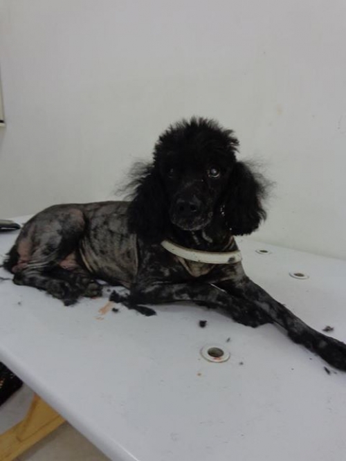 პუდელი ბაჩო