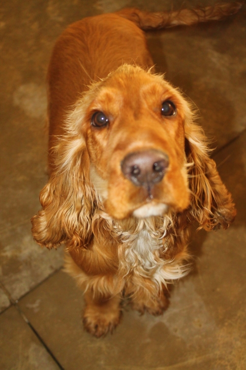 კოკერსპანიელი უსახელო