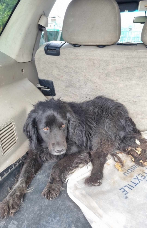 კოკერსპანიელი ბორია, მიკედკებულია დომ ბიტასთან სანზონაში