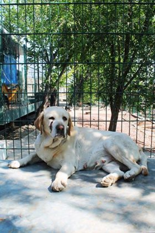 ლაბრადორი ბელა