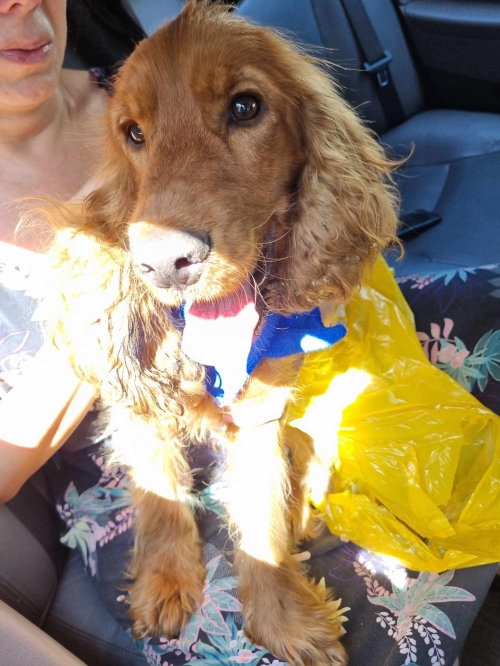 კოკერსპანიელი გროზნოს ქუჩა