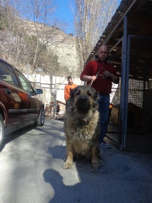 კავკასიური ნაგაზი დაბი