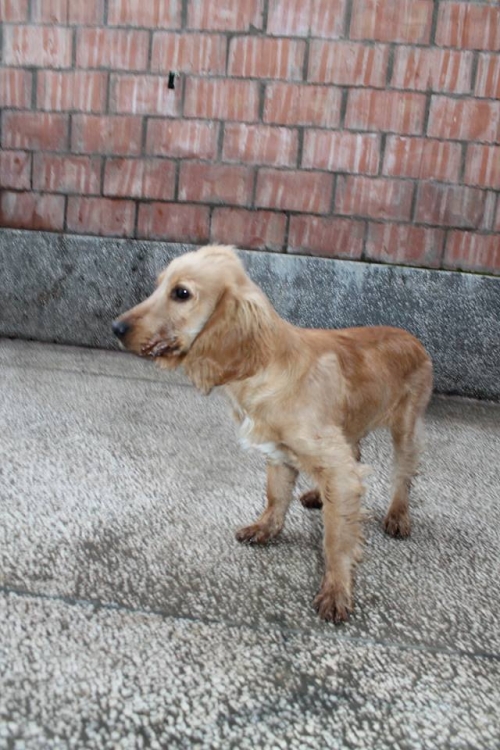 კოკერსპანიელი მანგა