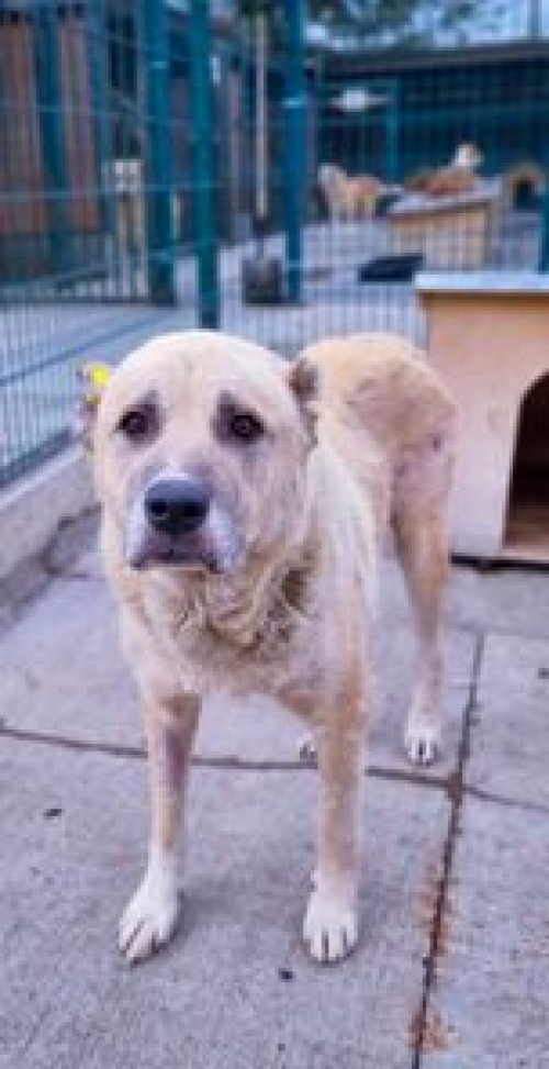 კავკასიური ნაგაზი გადმოყვანილია მუნიციპალური თავშესაფრიდან