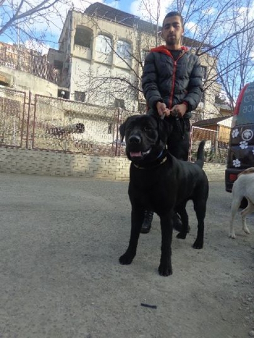 ლაბრადორი უსახელო