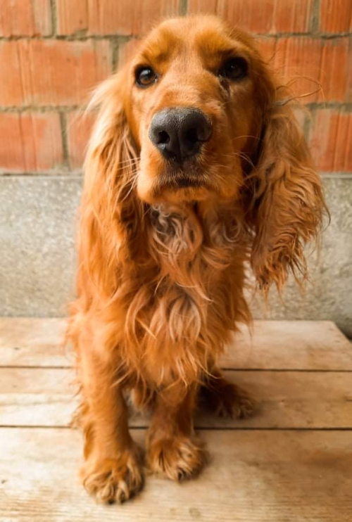 კოკერსპანიელი გლდანი პოლიციის აკადემია