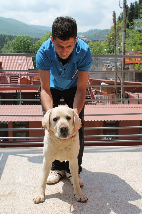 ლაბრადორი უსახელო
